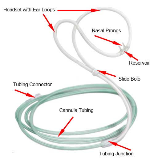 Nasal Cannula Anatomy