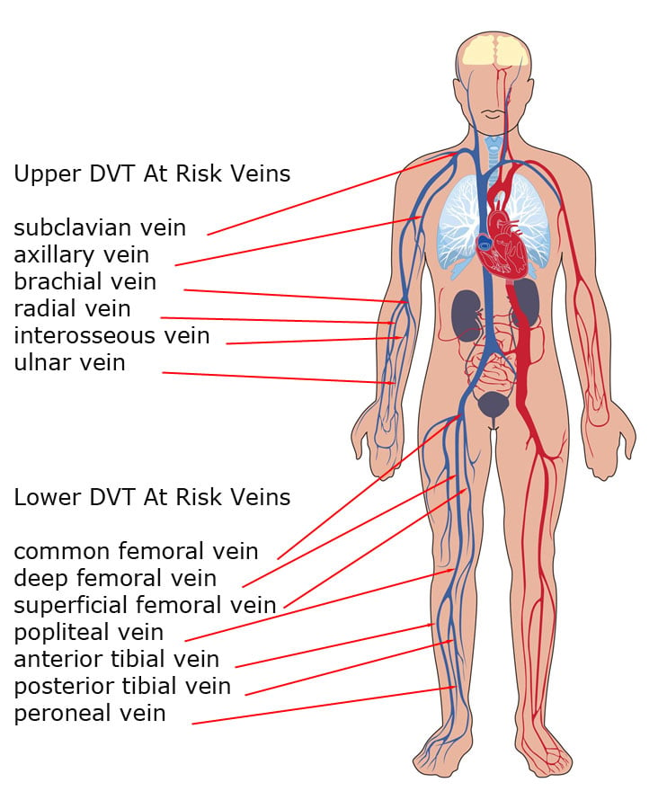 Deep Vein Thrombosis Anatomy