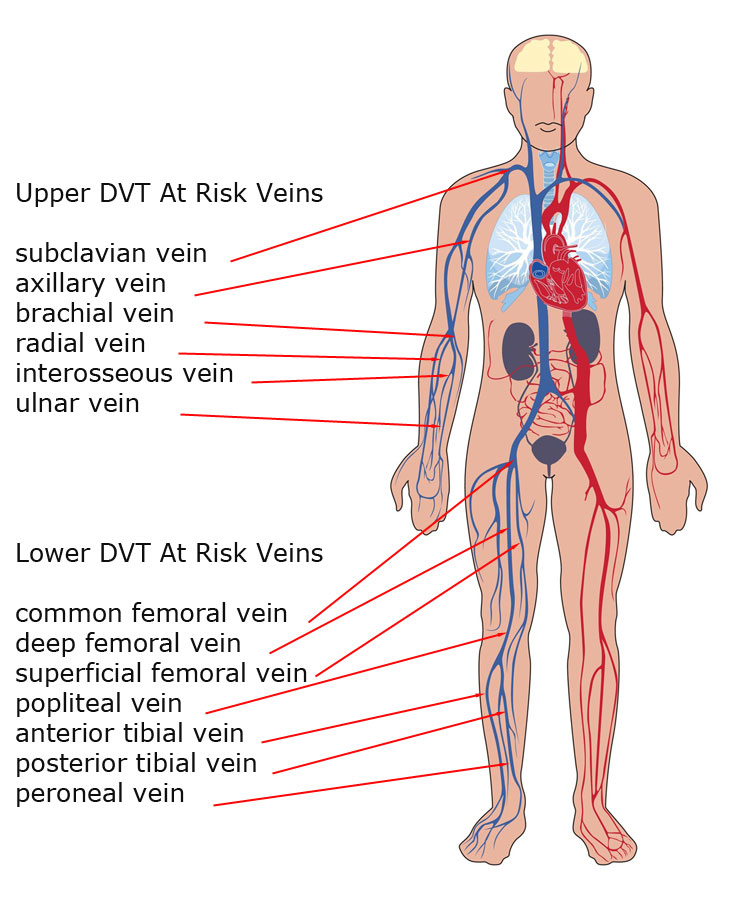 Deep Vein Thrombosis Anatomy