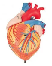 Anatomical Heart Models