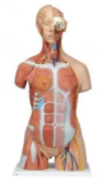Shop Human Muscle Models 