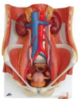 Shop Body Organ Models