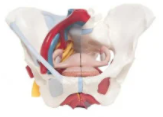 Shop Pelvis Models