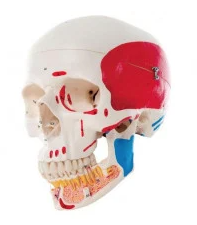 Shop Human Skull Models