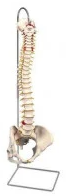 Human Spine Models