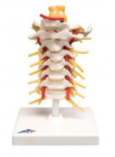 Vertebrae Models