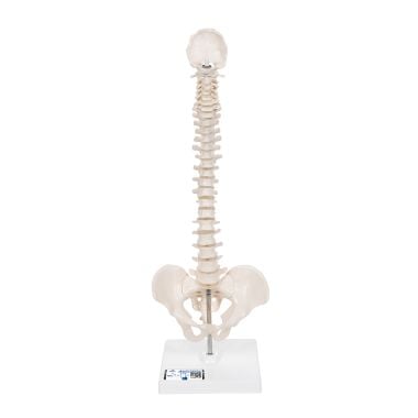 3B Scientific Mini Human Spinal Column Model, Flexible Mounted
