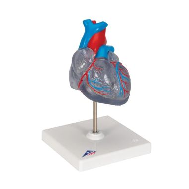 3B Scientific Classic Human Heart Model with Conducting System