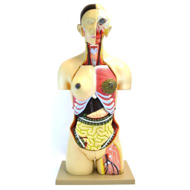 Eisco Life-Size Dual Sex Premium Human Torso