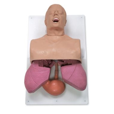Nasco Adult Airway Management Trainer - 101-501