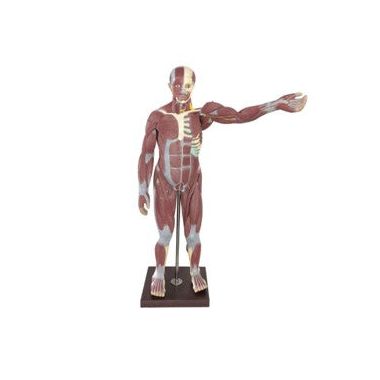 Nasco Human Muscular Figure Life-Size, 30 Parts