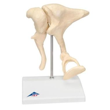 Ear Bones Model