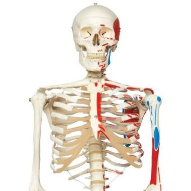 Human Skeleton Model with Painted Muscle Origins and Inserts