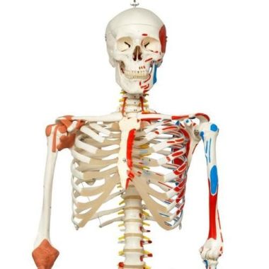 Human Skeleton Model with Muscles and Ligaments