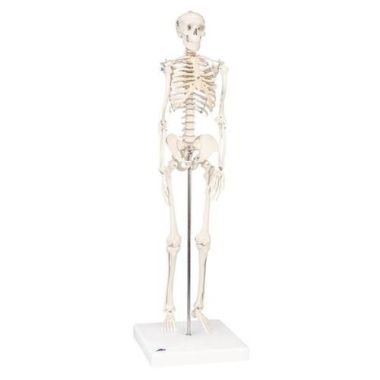 Mini Skeleton Model