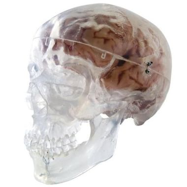 3B Scientific Transparent Classic Human Skull Model