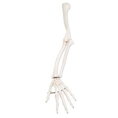 3B Scientific Arm Skeleton Model