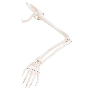 3B Scientific Arm Skeleton Model with Scapula and Clavicle