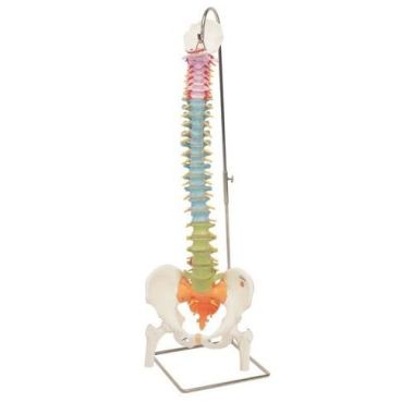 3B Scientific Didactic Flexible Human Spine Model with Femur Heads