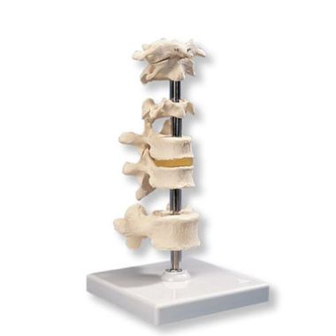 3B Scientific 6 Mounted Vertebrae