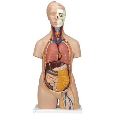 3B Scientific Classic Unisex Human Torso Model