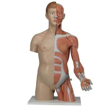 3B Scientific Life-Size Dual Sex Torso with Muscle Arm