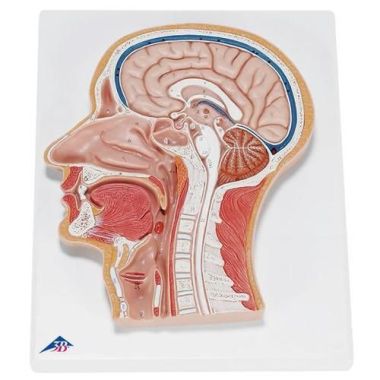 3B Scientific Median Section of Head Relief Model