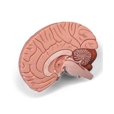 3B Scientific Brain Model - Classic, Neuro, Arteries