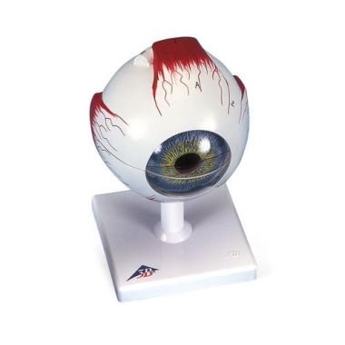 3B Scientific Human Eye Model 3 - 5x Full-Size, 6 - 7 Part
