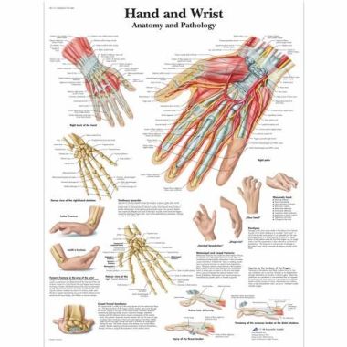 3B Scientific Hand and Wrist Chart