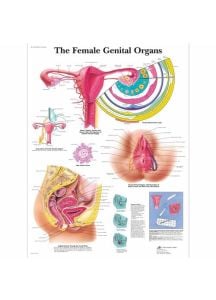 The Female Genital Organs Chart