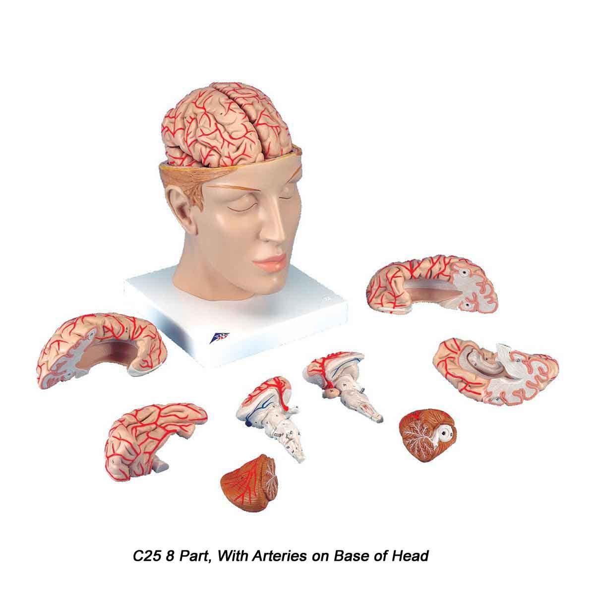 3B Scientific Brain Model 2, 4, 5, 8 Part - Classic, Neuro, Arteries ...