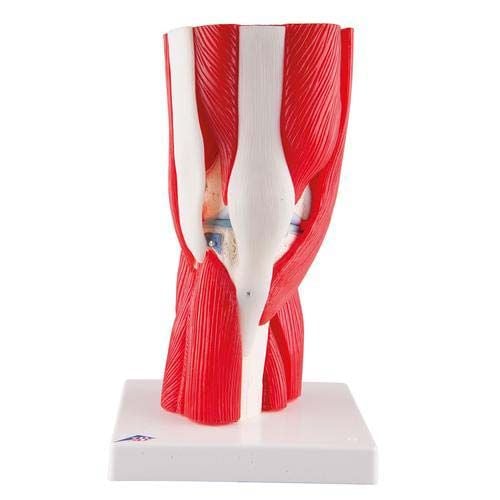 3B Knee Joint Model