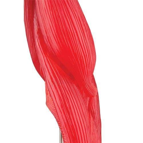 Elbow Joint Muscle