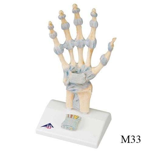 Image 4 of 3B Scientific Hand Skeleton Model w/Ligaments, Muscles, Tendons