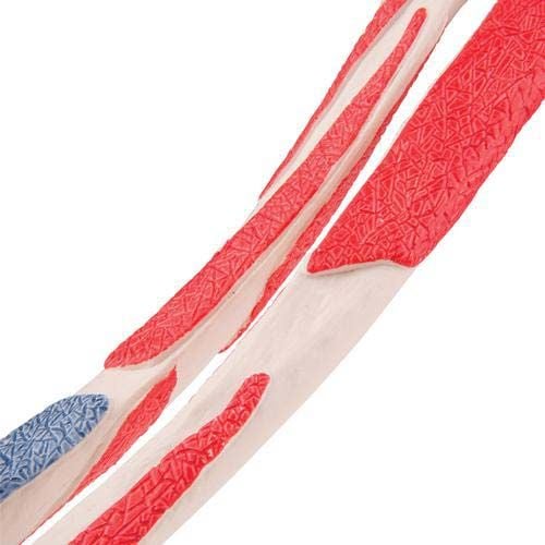 Elbow Muscle