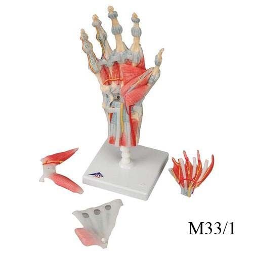 Image 2 of 3B Scientific Hand Skeleton Model w/Ligaments, Muscles, Tendons