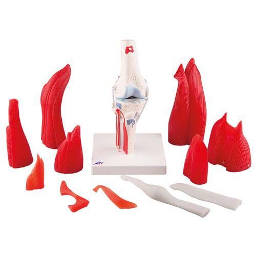 Knee Joint with Removable Muscles