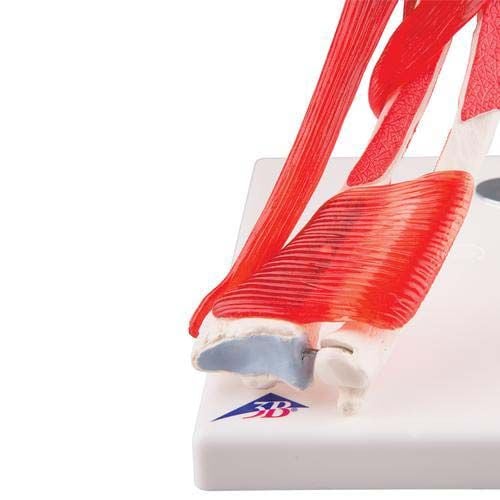 Elbow Joint Stand