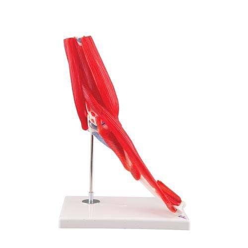Elbow Joint Stand