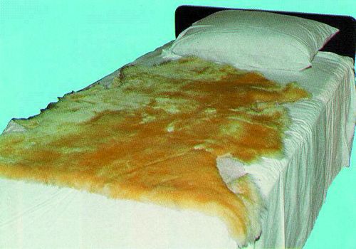 Image 4 of Sofsheep Genuine Sheepskin Pad by Sheepskin Ranch