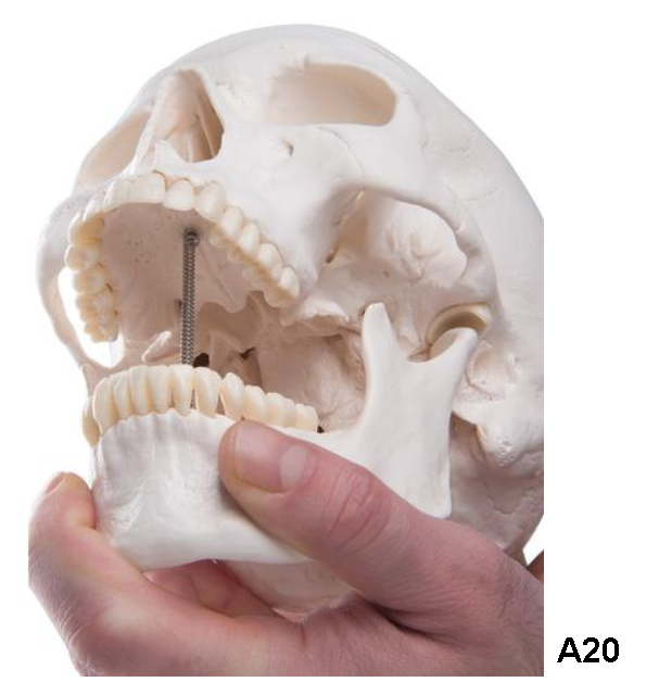 Skull Model
