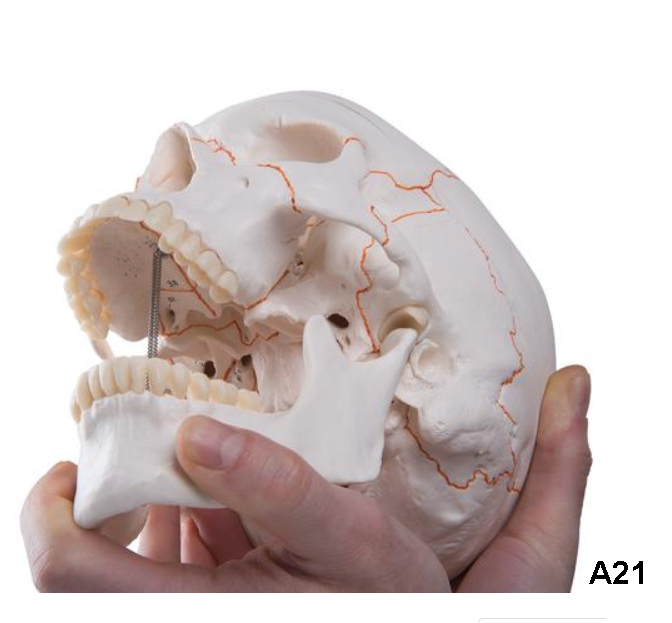 Classic Human Skull Model