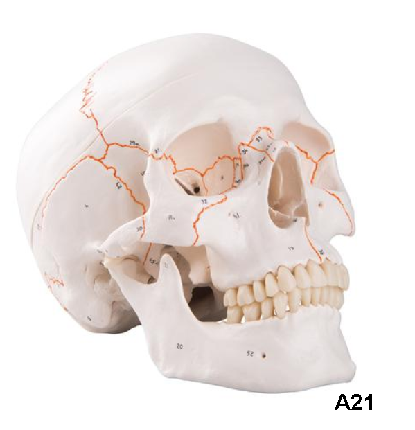 Human Skull Model