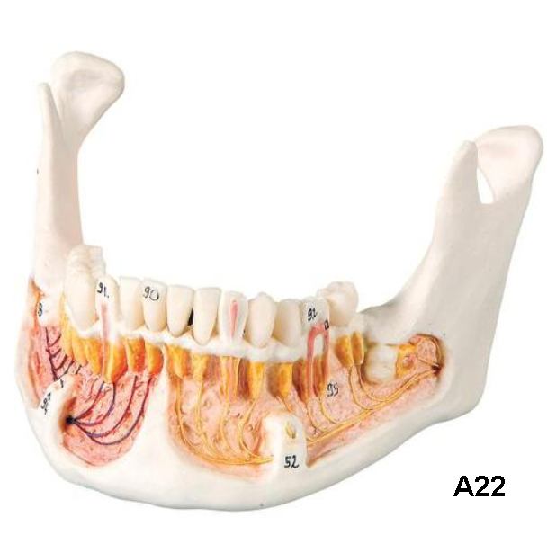 Human Jaw Model