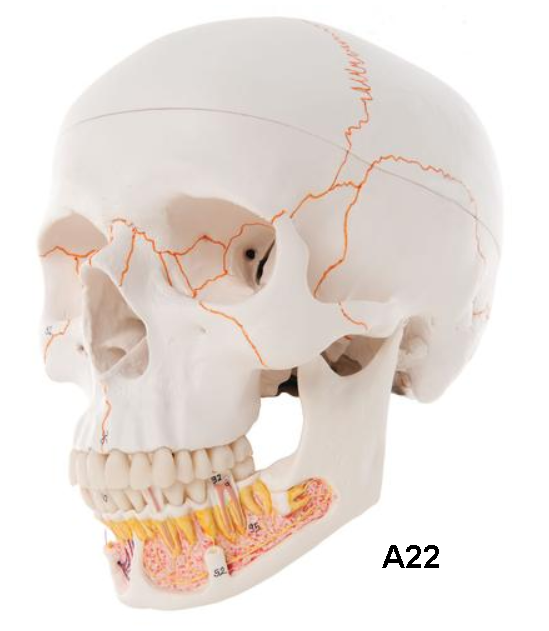 3B Human Skull Model