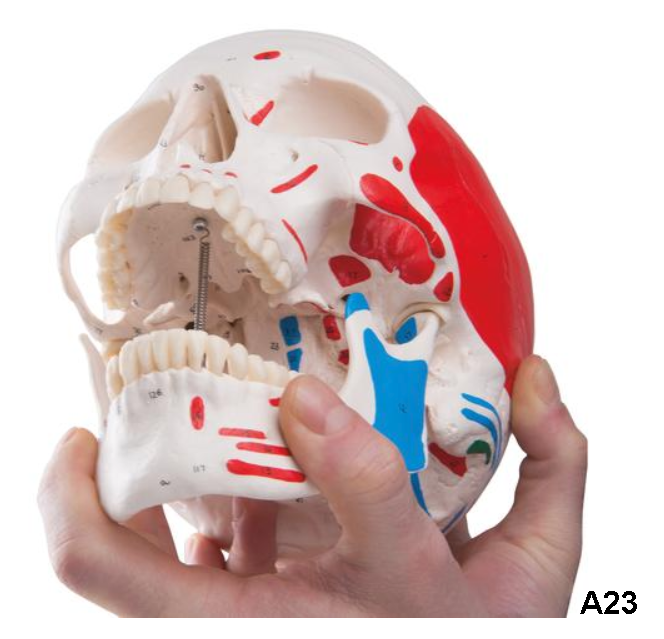 Opened Skull Model