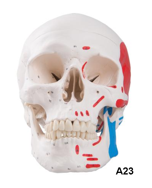 3B Skull Model
