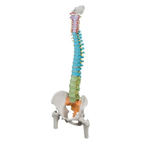 Spine Model with Femur Heads
