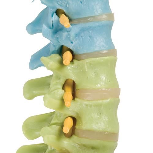 Human Spine Model